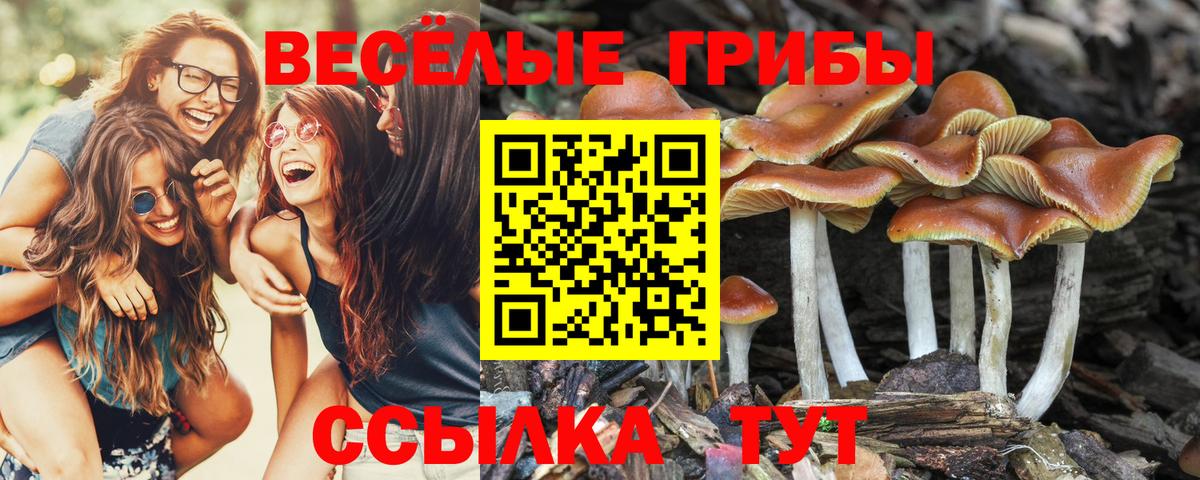 Псилоцибиновые грибы мицелий Великие Луки